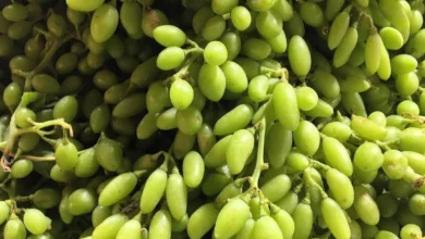 بررسی علمی خواص غوره (آب غوره) برای لاغری، تقویت متابولیسم و بهبود سلامت قلب
