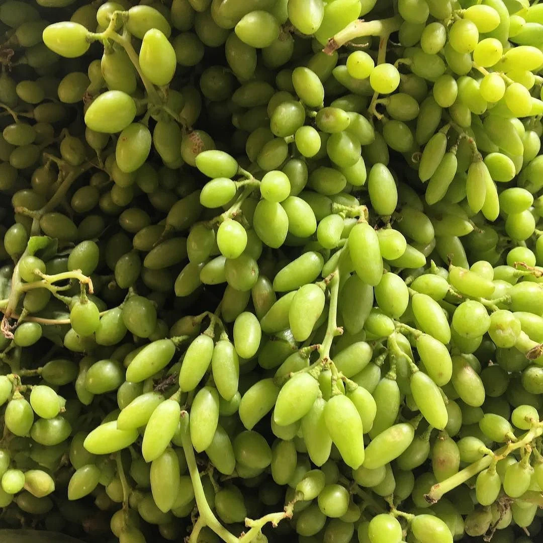 بررسی علمی خواص غوره (آب غوره) برای لاغری، تقویت متابولیسم و بهبود سلامت قلب