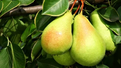 گلابی: منبع لوتئین و زآگزانتین برای تقویت بینایی و محافظت در برابر دژنراسیون ماکولا (AMD)