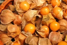 فیسالیس در بارداری: فواید، خطرات و راهنمای کامل مصرف برای مادر و جنین