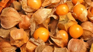 فیسالیس در بارداری: فواید، خطرات و راهنمای کامل مصرف برای مادر و جنین