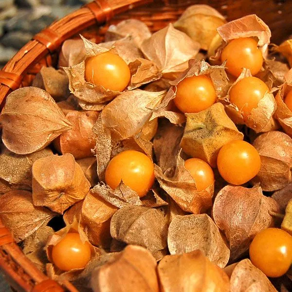 فیسالیس در بارداری: فواید، خطرات و راهنمای کامل مصرف برای مادر و جنین