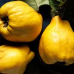 خواص به در بارداری: راهنمای کامل فواید، خطرات و نحوه مصرف