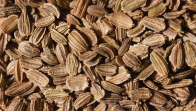 خواص تخم هویج: راهنمای جامع فواید، خطرات و نحوه مصرف مبتنی بر شواهد علمی