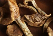 خواص قارچ کوهی: راهنمای جامع فواید، خطرات و نحوه مصرف ایمن