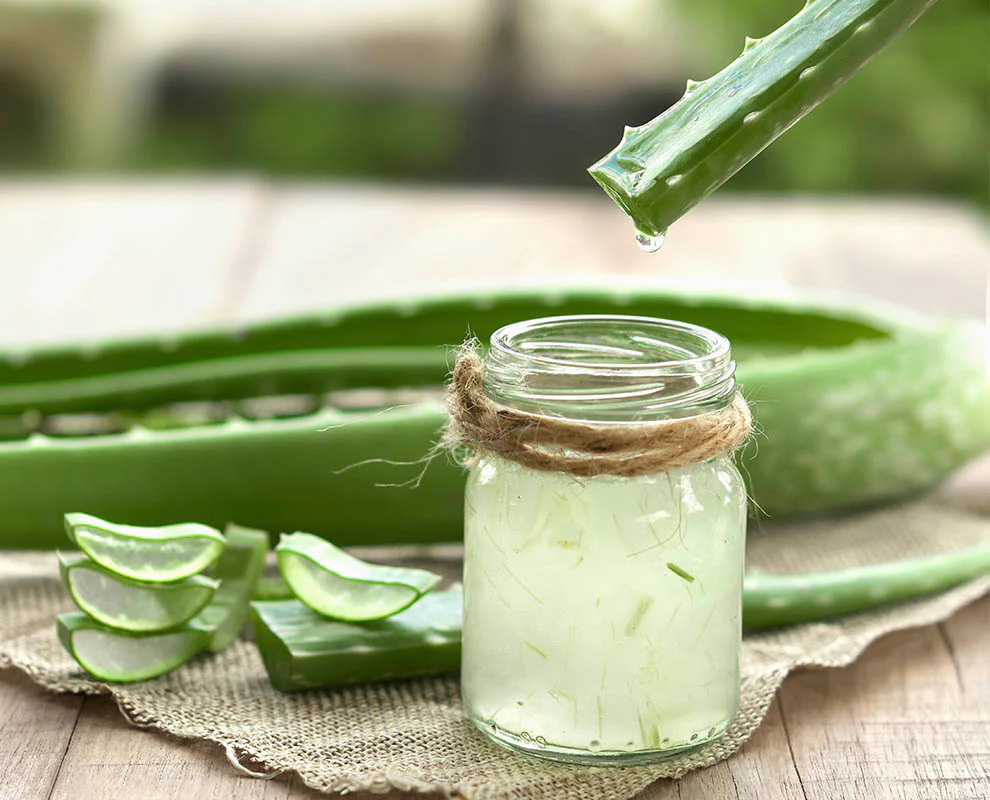 آلوورا را چگونه استفاده کنیم؟ آلوورا را چگونه استفاده کنیم؟