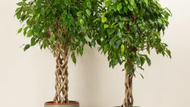 آیا بنجامین نیاز به غبارپاشی دارد؟