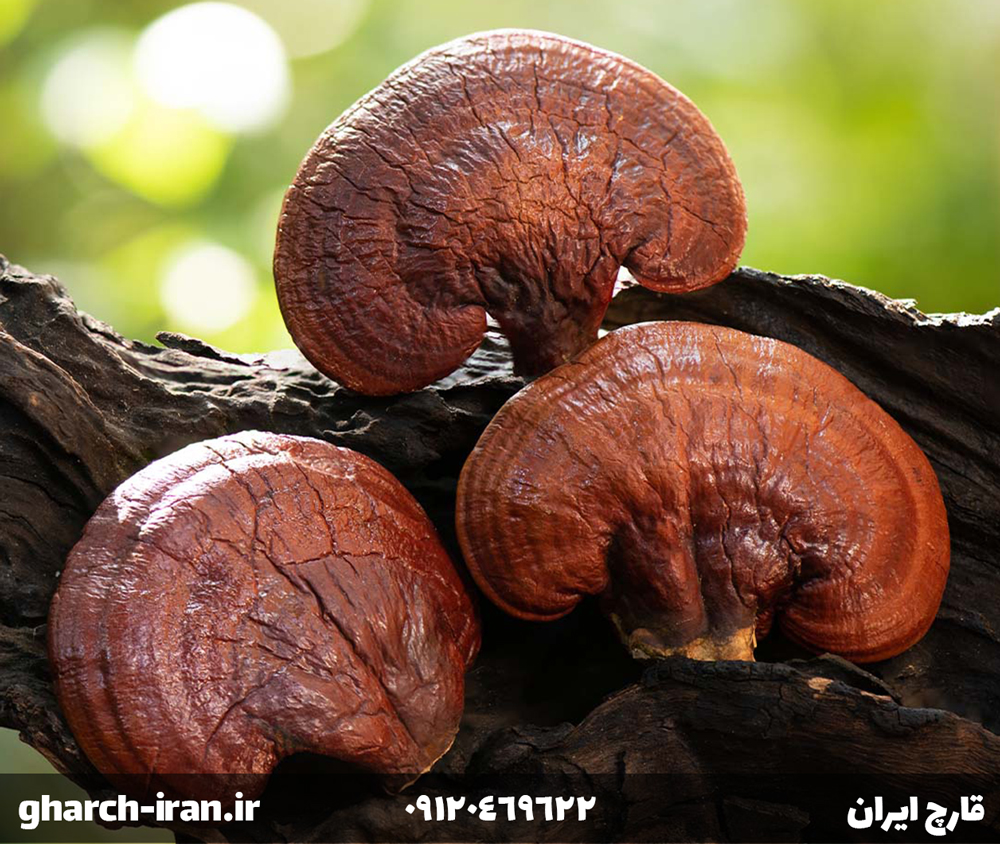 آشنایی با قارچ گانودرما و ترکیبات آن