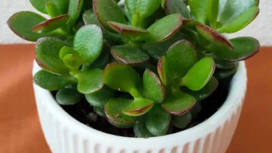 چگونه گیاه یشم را قلمه بزنیم؟راهنمای گام به گام قلمه‌زنی و تکثیر موفق گیاه یشم