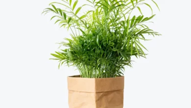 چگونه نخل شامادورا را تکثیر کنیم؟