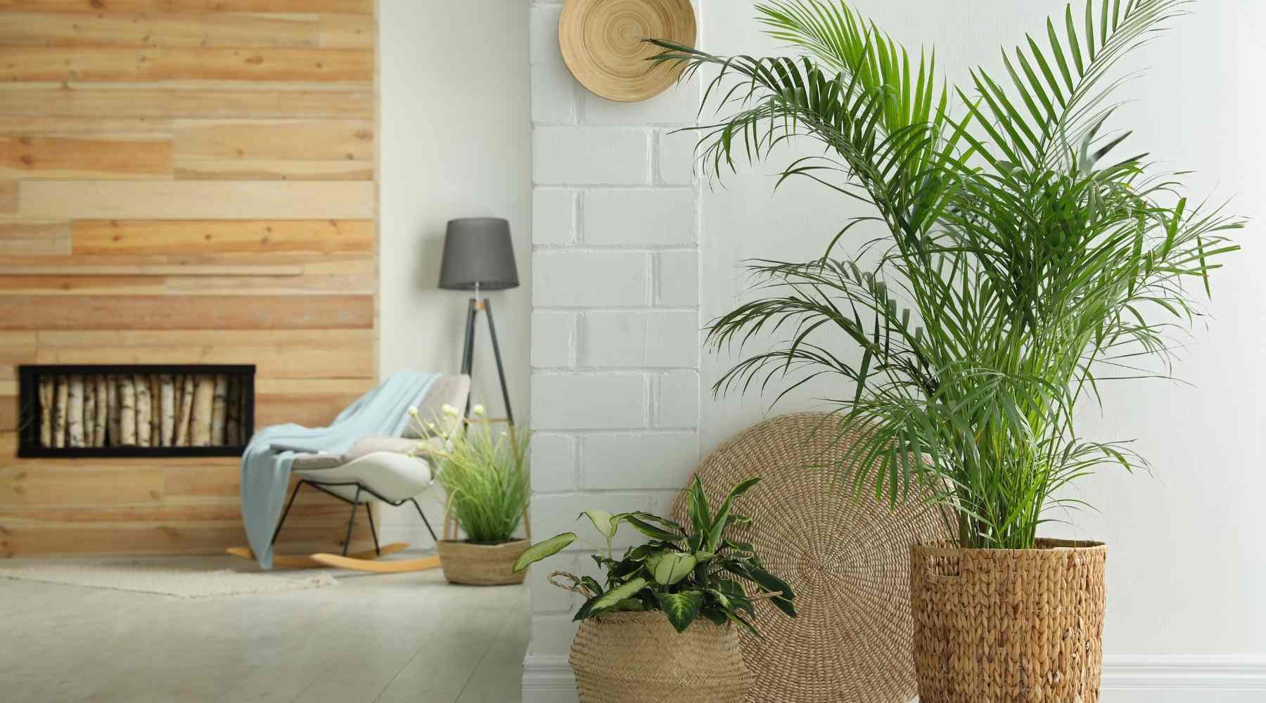 نخل چند سال عمر میکند؟طول عمر نخل‌ها