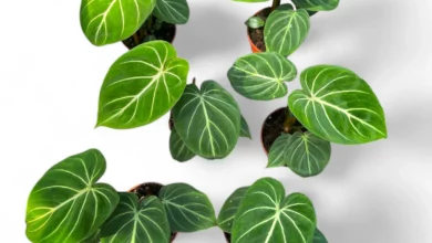 چگونه گل فیلودندرون را قلمه بزنیم؟اهنمای جامع قلمه زدن فیلودندرون برای تکثیر موفق