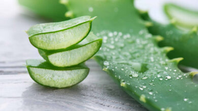 گل آلوئه ورا را چگونه نگهداری کنیم؟