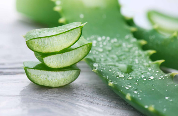 گل آلوئه ورا را چگونه نگهداری کنیم؟