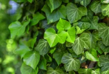 پاپیتال | راهنمای جامع مراقبت، نگهداری و حل مشکلات گیاه پاپیتال