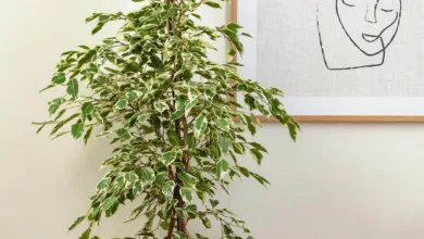 چه خاکی برای گل بنجامین مناسب است؟کلید موفقیت در نگهداری و پیشگیری از ریزش برگ 