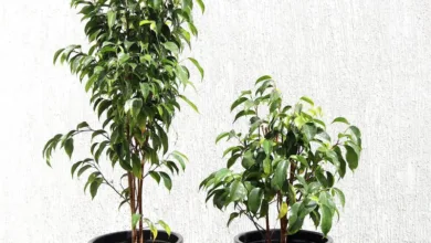 آیا بنجامین گل میدهد؟بررسی پدیده پنهان گلدهی و راهنمای مراقبت پیشرفته