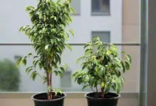 بنجامین رو چطور قلمه بزنیم؟راهنمای گام به گام تکثیر فیکوس بنجامین