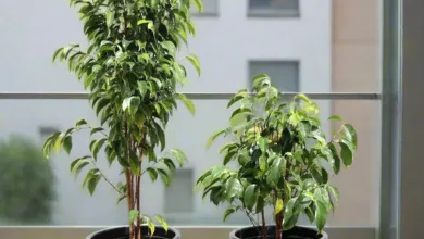 بنجامین رو چطور قلمه بزنیم؟راهنمای گام به گام تکثیر فیکوس بنجامین