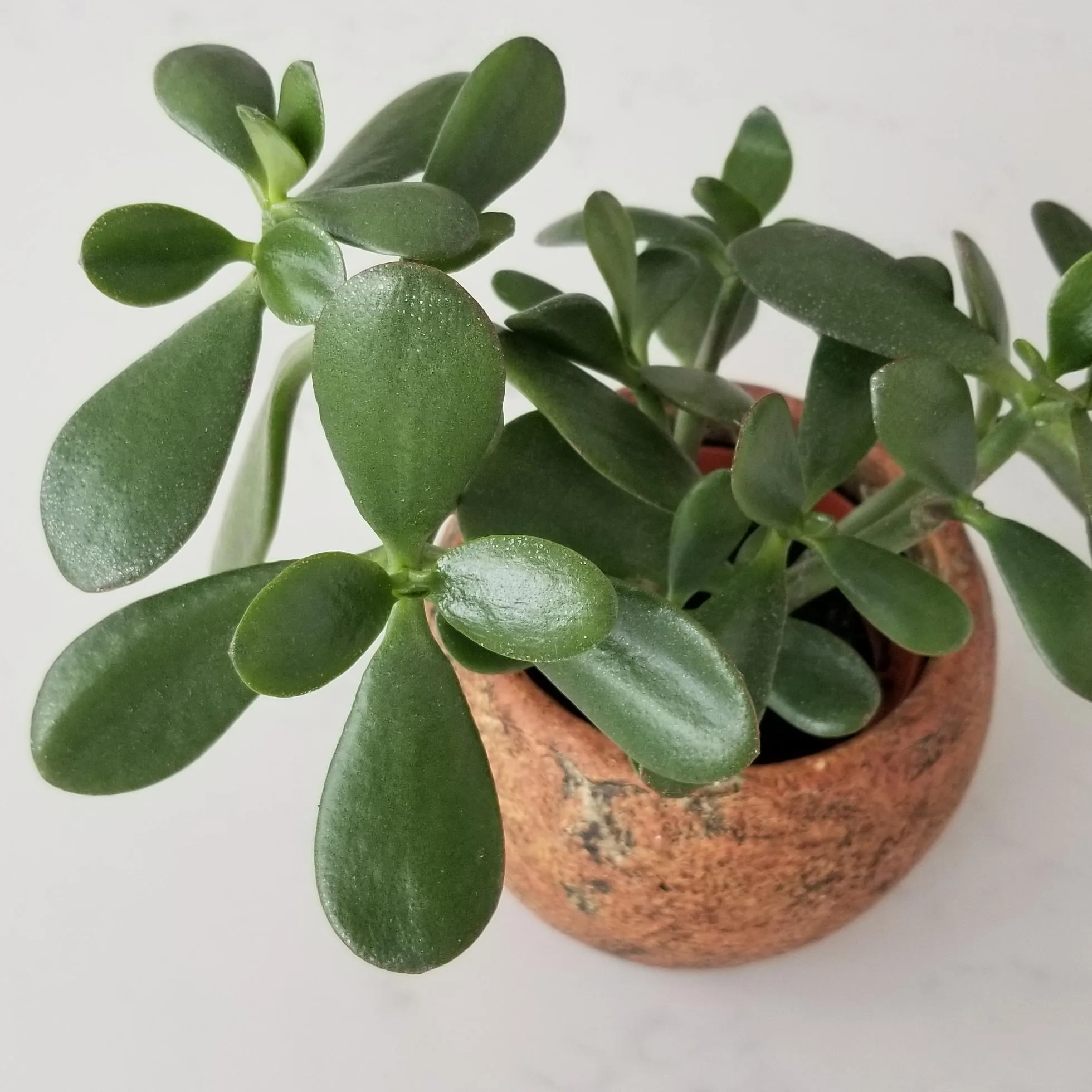 گل یشم چند روز یکبار اب میخواد؟راهنمای جامع آبیاری