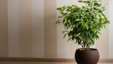 آیا بنجامین به نور نیاز دارد؟راهنمای کامل مراقبت و پیشگیری از ریزش برگ