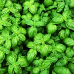 خواص ریحان برای سلامت رحم: راهنمای کامل مبتنی بر شواهد علمی