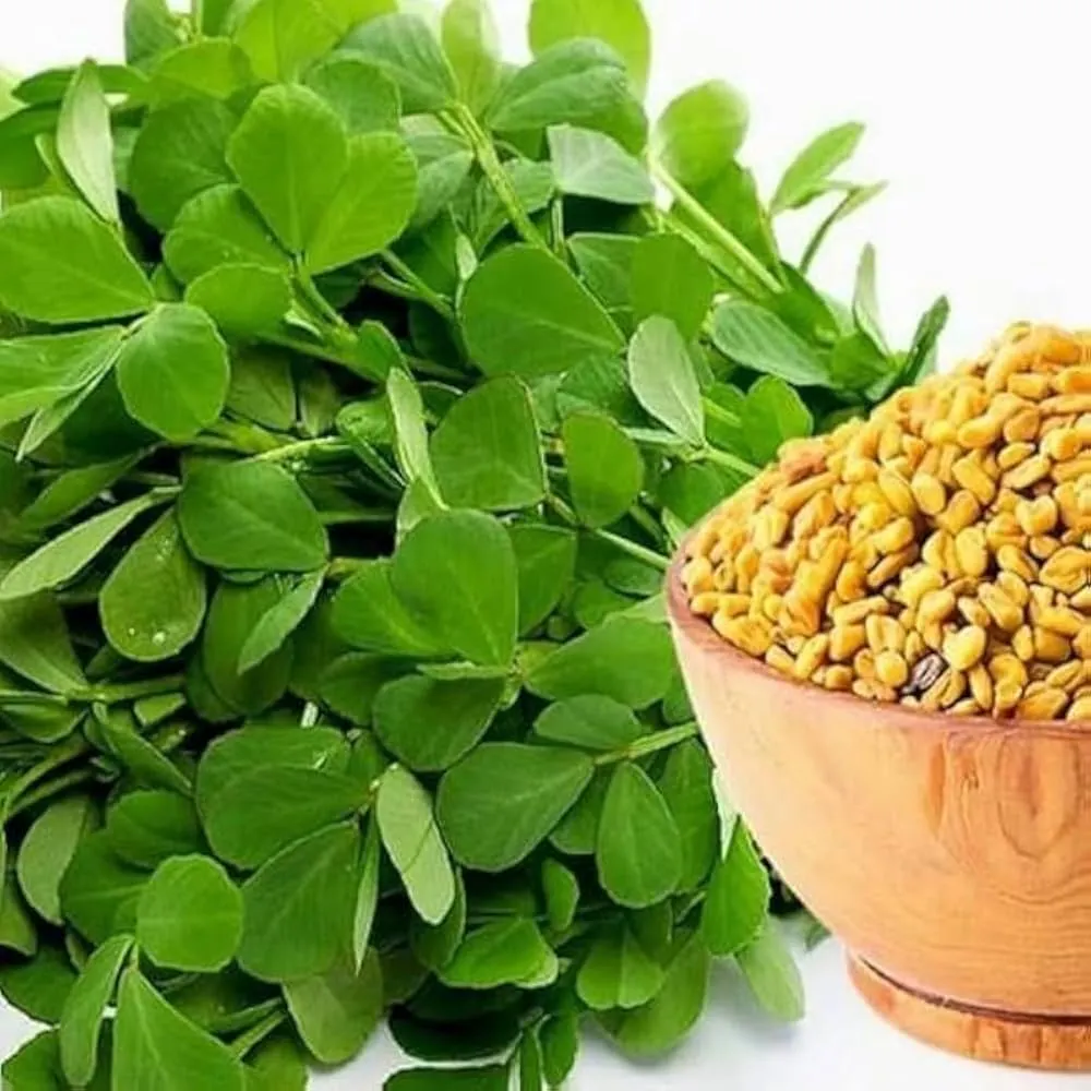 شنبلیله و مدیریت وزن: آیا این گیاه دارویی باعث چاقی می‌شود یا به لاغری کمک می‌کند؟