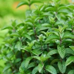 بررسی جامع خواص نعناع برای رحم و سلامت زنان: از تسکین درد قاعدگی تا تعادل هورمونی