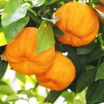 خواص نارنج (0 تا 100 نکات درمانی و تغذیه ای)