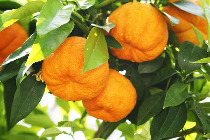 خواص نارنج (0 تا 100 نکات درمانی و تغذیه ای)