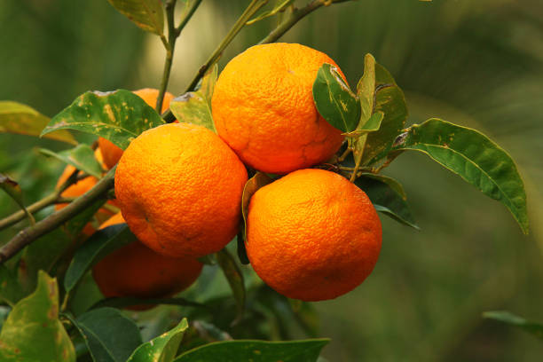 نکات غذایی نارنج
