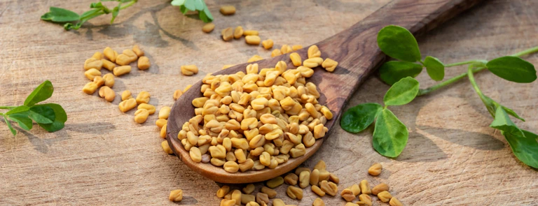 خواص شنبلیله (0 تا 100 نکات درمانی و تغذیه ای)