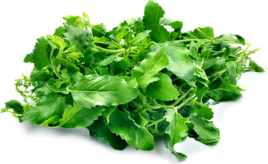 خواص ریحان میخکی (5 خاصیت شگفت انگیز)