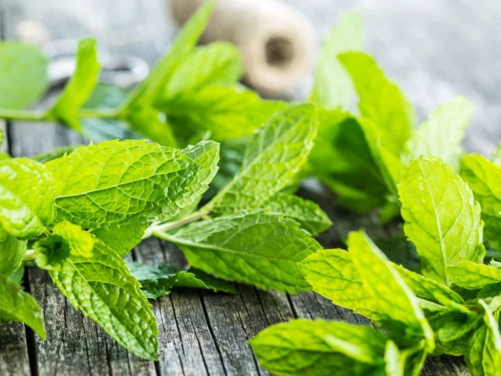 خواص نعناع برای عفونت (3 خاصیت فوق العاده)
