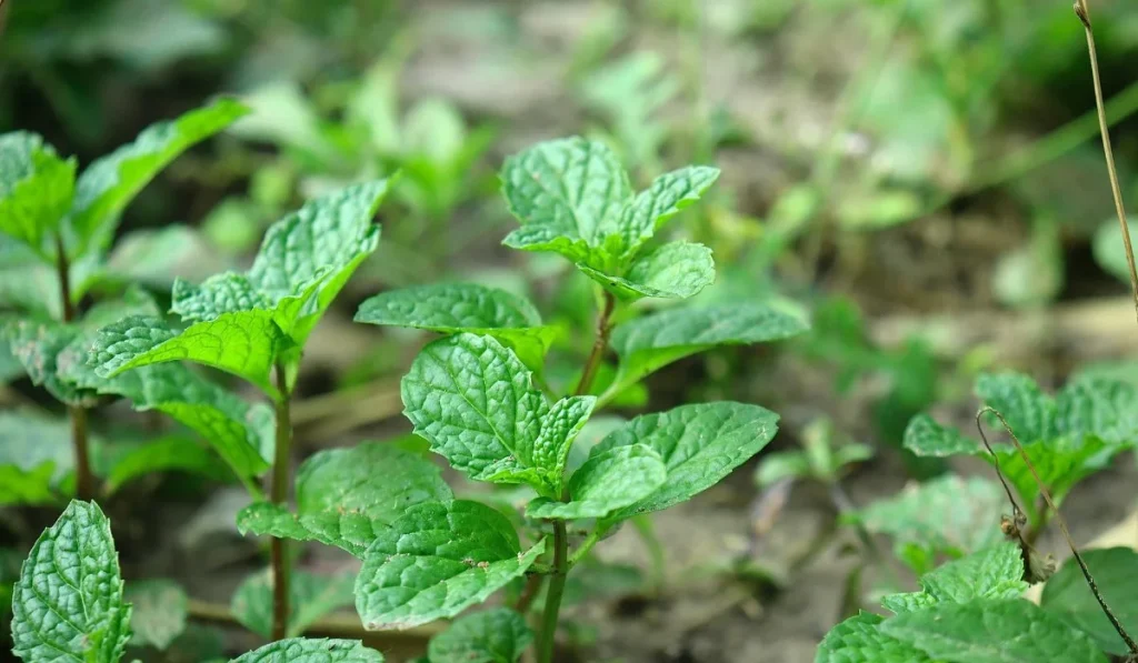 خواص ساقه نعناع (5 خاصیت فوق العاده)