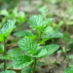 خواص ساقه نعناع (5 خاصیت فوق العاده)