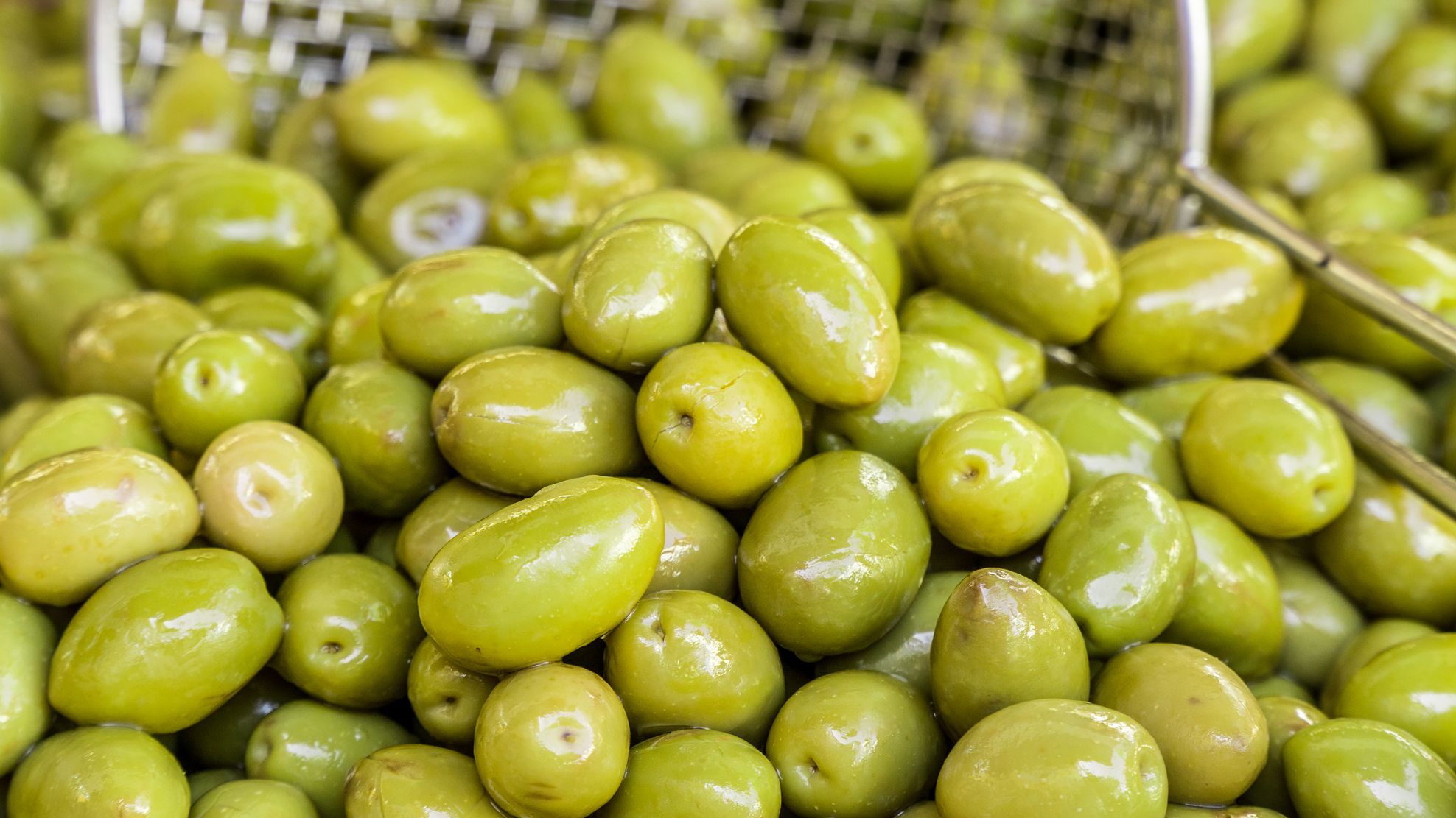 گیاه شناسی زیتون