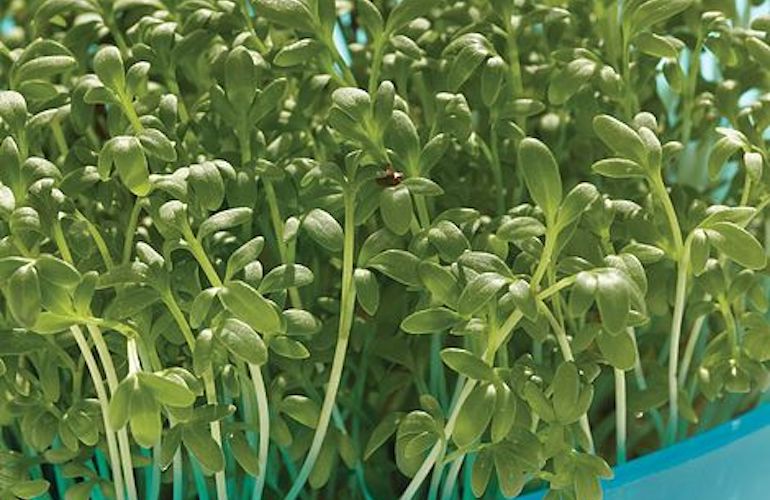 خواص گیاه شاهی برای تخمدان (2 خاصیت شگفت انگیز)