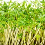خواص گیاه شاهی برای تیروئید (2 خاصیت شگفت انگیز)