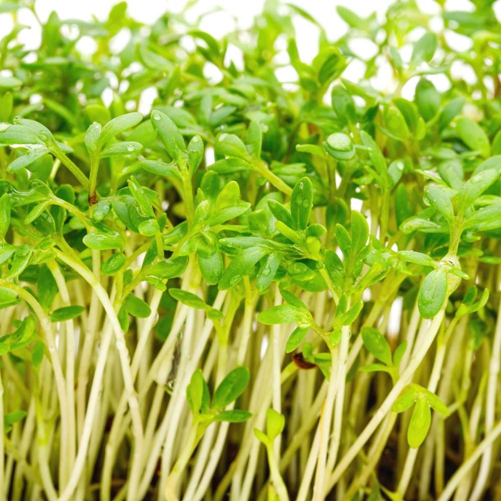 خواص گیاه شاهی برای تیروئید (2 خاصیت شگفت انگیز)
