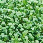 خواص گیاه شاهی در طب سنتی (2 خاصیت شگفت انگیز)
