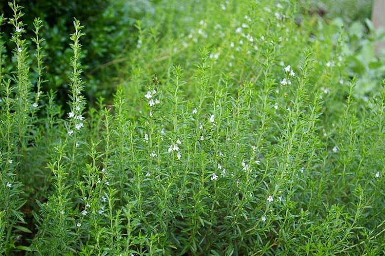 خواص مرزه برای قاعدگی (5 خاصیت شگفت انگیز)