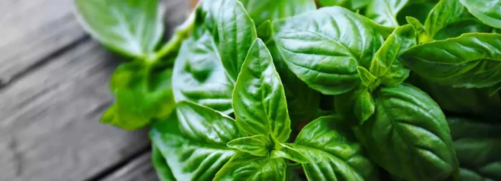 خواص ریحان برای عفونت (4 خاصیت شگفت انگیز)