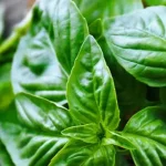 خواص ریحان برای عفونت (4 خاصیت شگفت انگیز)