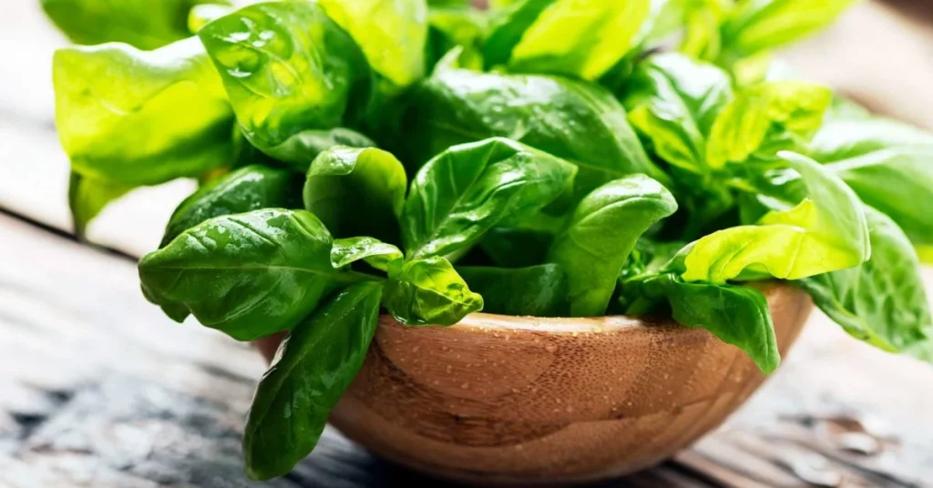 خواص ریحان برای کلیه (5 خاصیت شگفت انگیز)