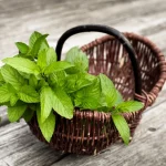 خواص عرق نعناع برای صورت (5 تاثیر بی شگفت آور)