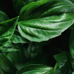 دمنوش ریحان برای چی خوبه