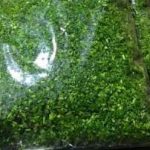 سبزی کوکو را چگونه فریز کنیم ( 2 نکته ساده)